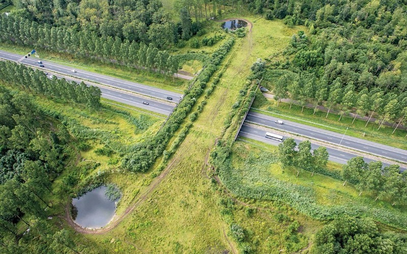 Chinaconstruye "superpuente" para proteger biodiversidad en Qinzhou